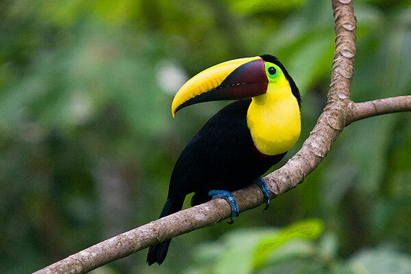 bird watching tours in costa rica