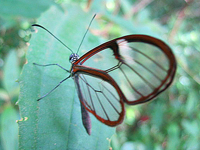 Monteverde Forest Glass Winged Butterfly