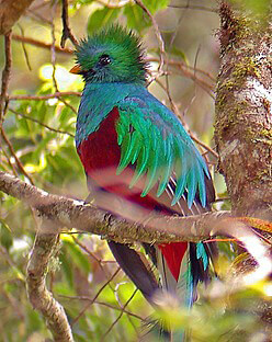 famous quetzals of the monteverde forest