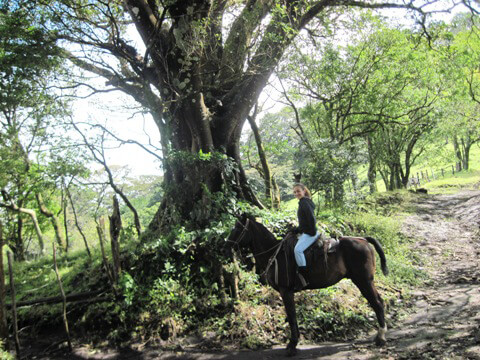 Horseback Riding Monteverde