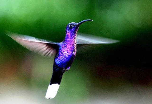 Monteverde Orchids and Hummingbirds