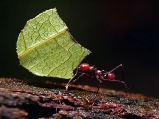 Leaf-cutter Ants in Monteverde Forest