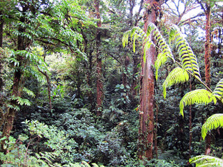 Thirsty Forests of Monteverde Costa Rica