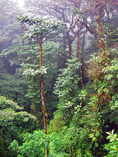 Thirsty Trees Monteverde Costa Rica