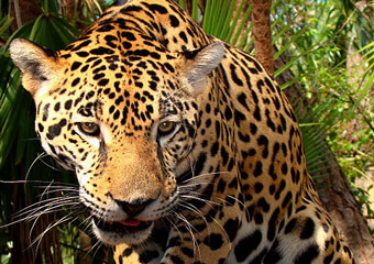 Jaguar Wild Cat