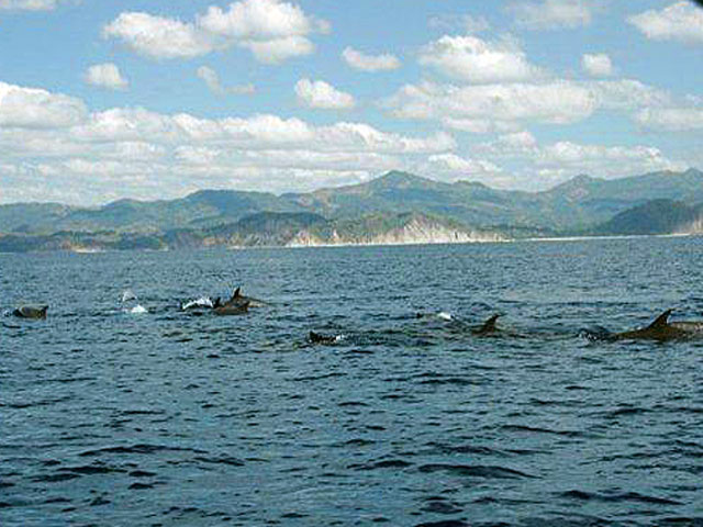 Costa Rica Dolphins