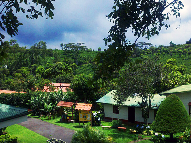 Doka Coffee Plantation Costa Rica
