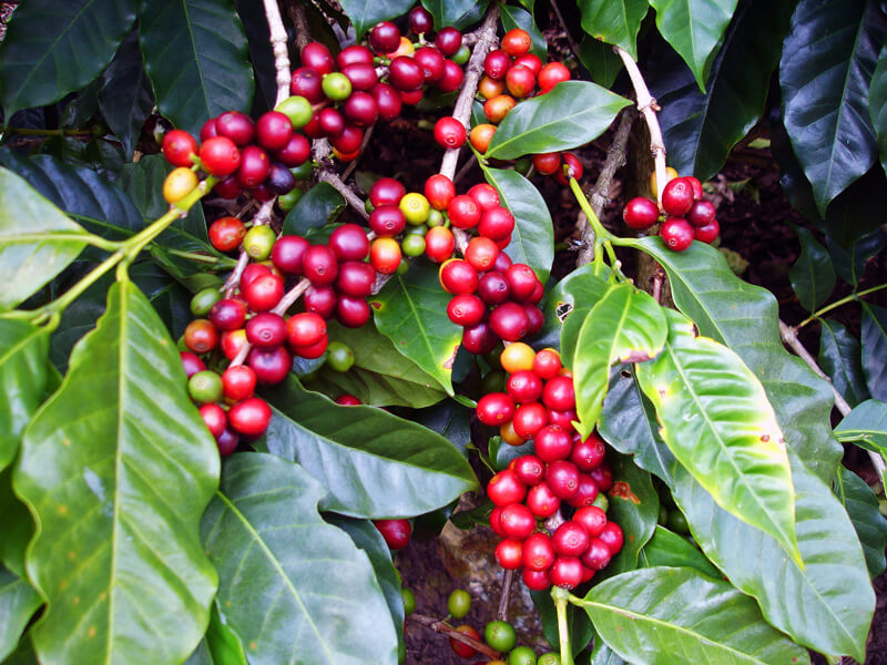 Doka Coffee Costa Rica
