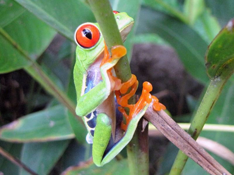 Frog Pond El Renario Monteverde