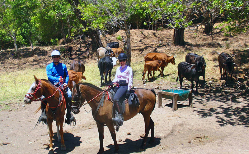 Monteverde All Day Coboy Ride -with cattle