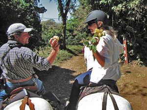 4 Hour Tour Horse Riding Monteverde