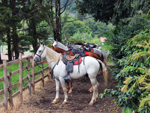 Saddled-up and ready. Horseback Riding Monteverde