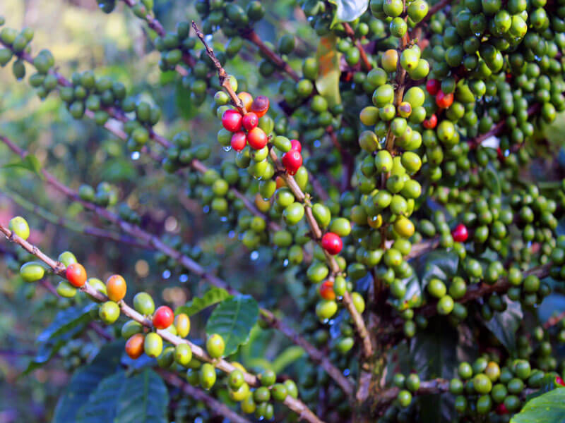 Coffee Plants Monteverde Costa Rica