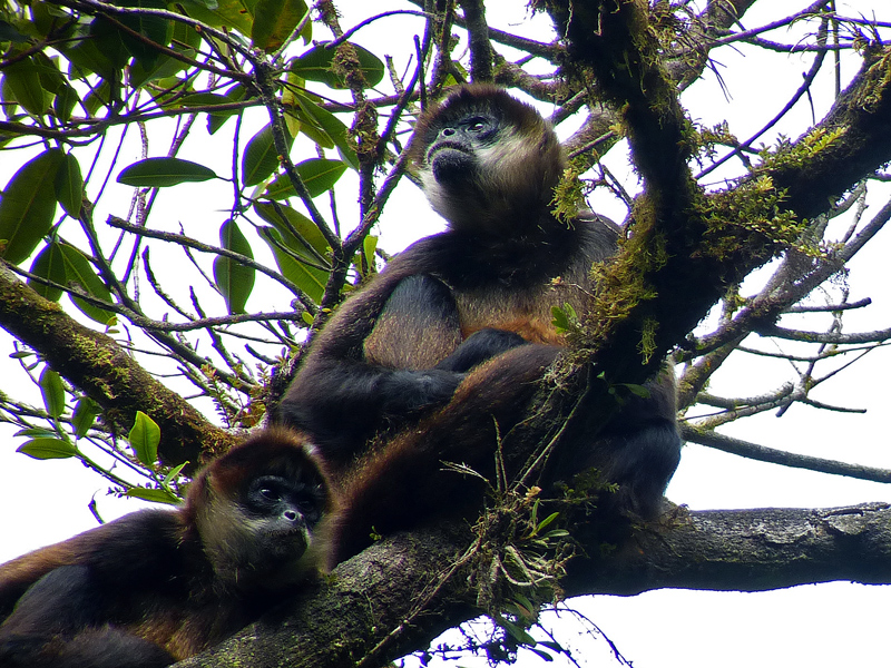 Monkeys at the Monteverde Cloud Forest