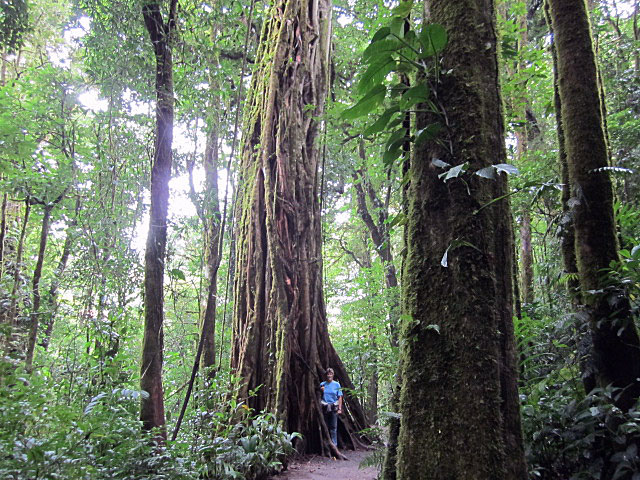 Trees in the Monteverde Forest
