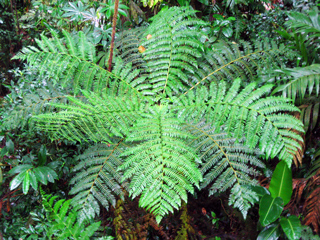 Plant Life in Monteverde Forest