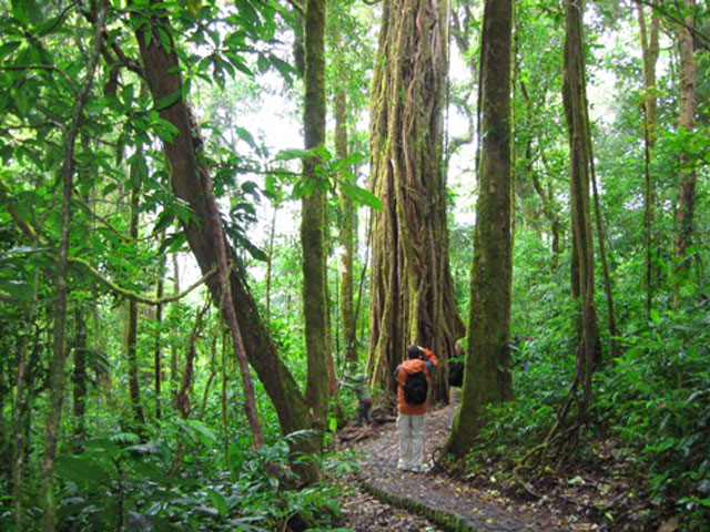What to do in Monteverde